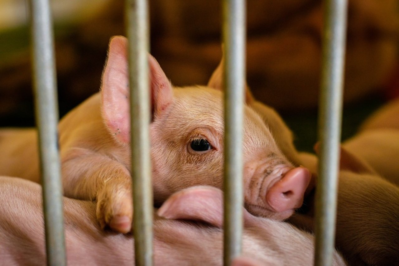 baby pig behind bars