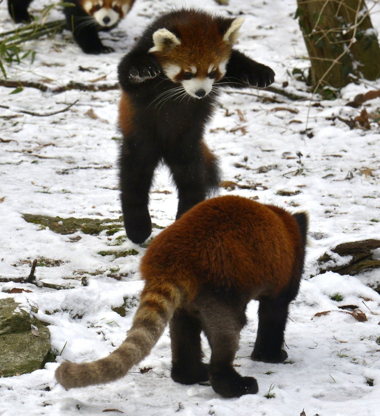 red panda about to pounce on another red panda