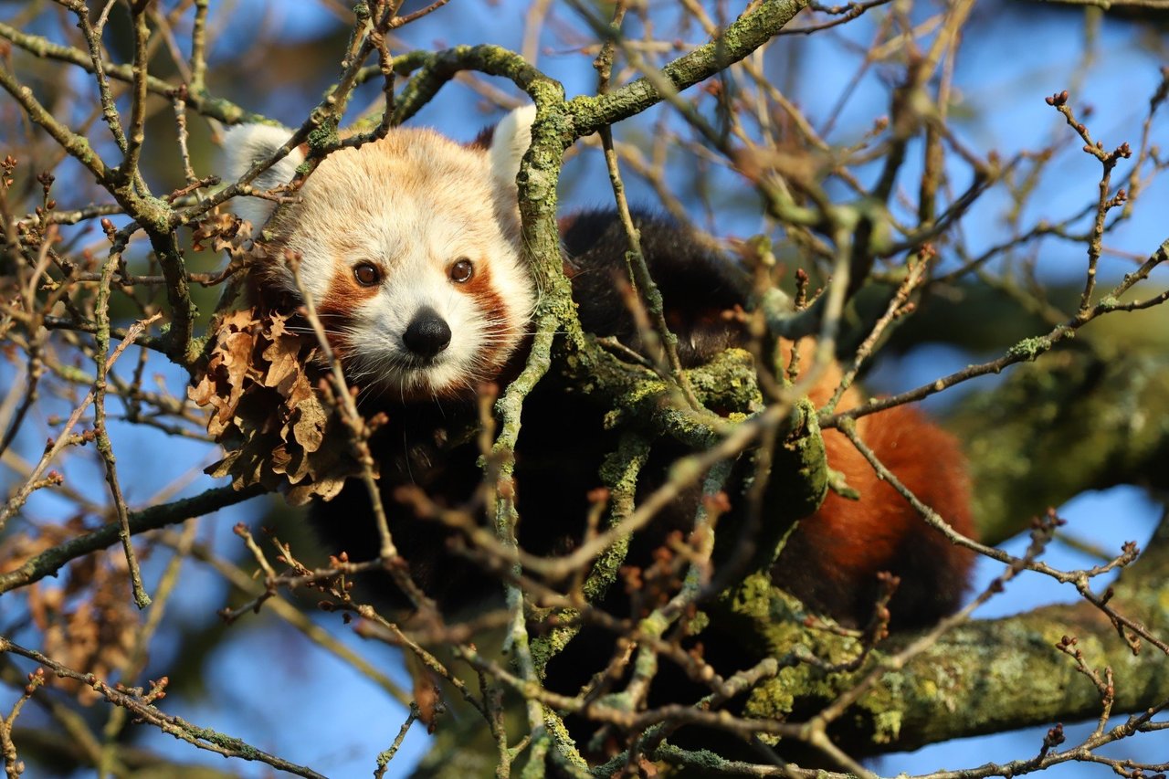 red panda about to pounce on another red panda