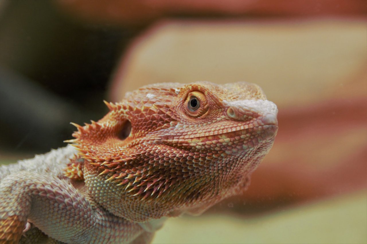close up of bearded dragon