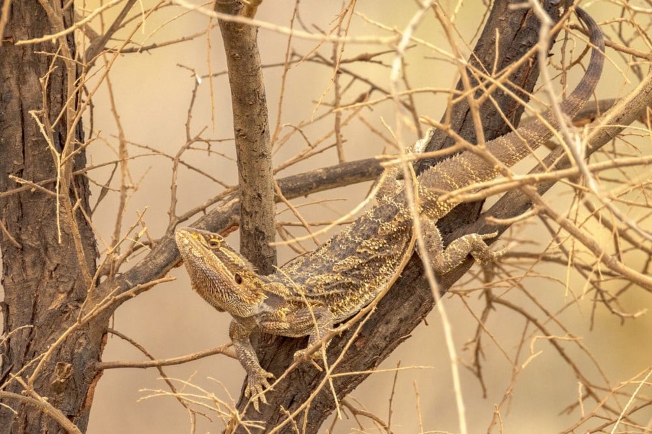 bearded dragon in a tree in the wild