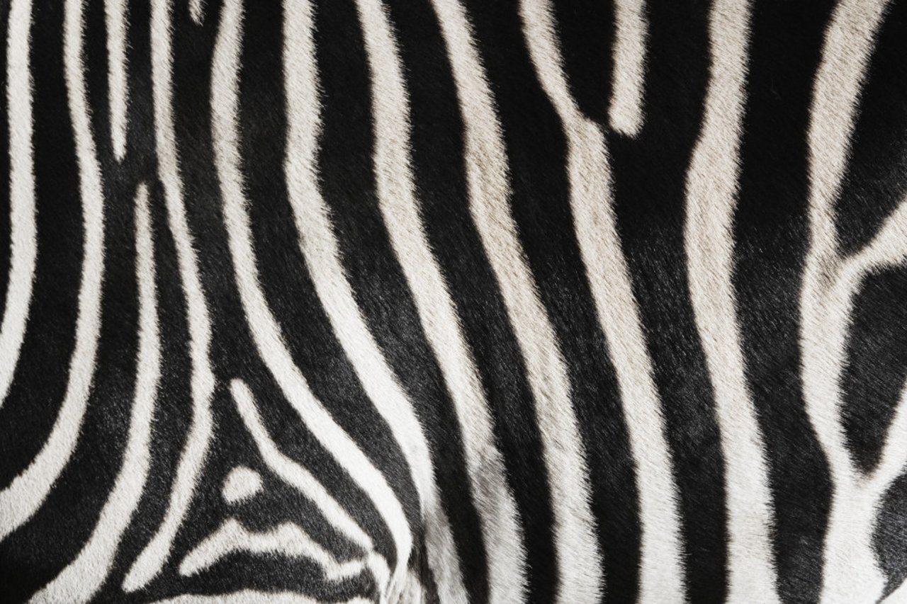 close up of zebra stripes