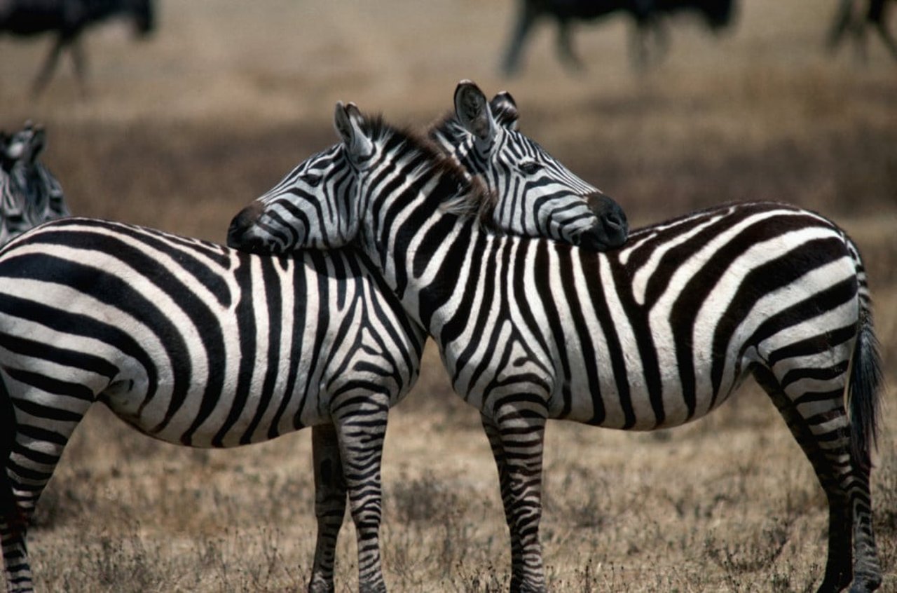 zebras standing sleeping on each other