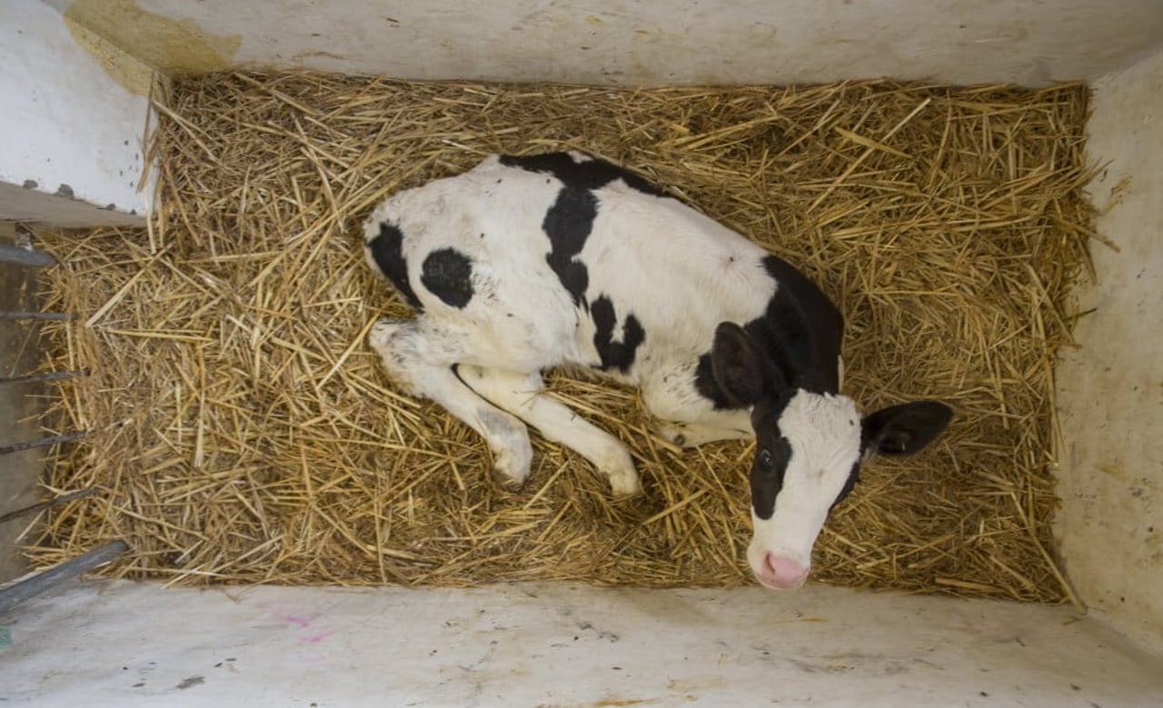 baby cow laying in pen