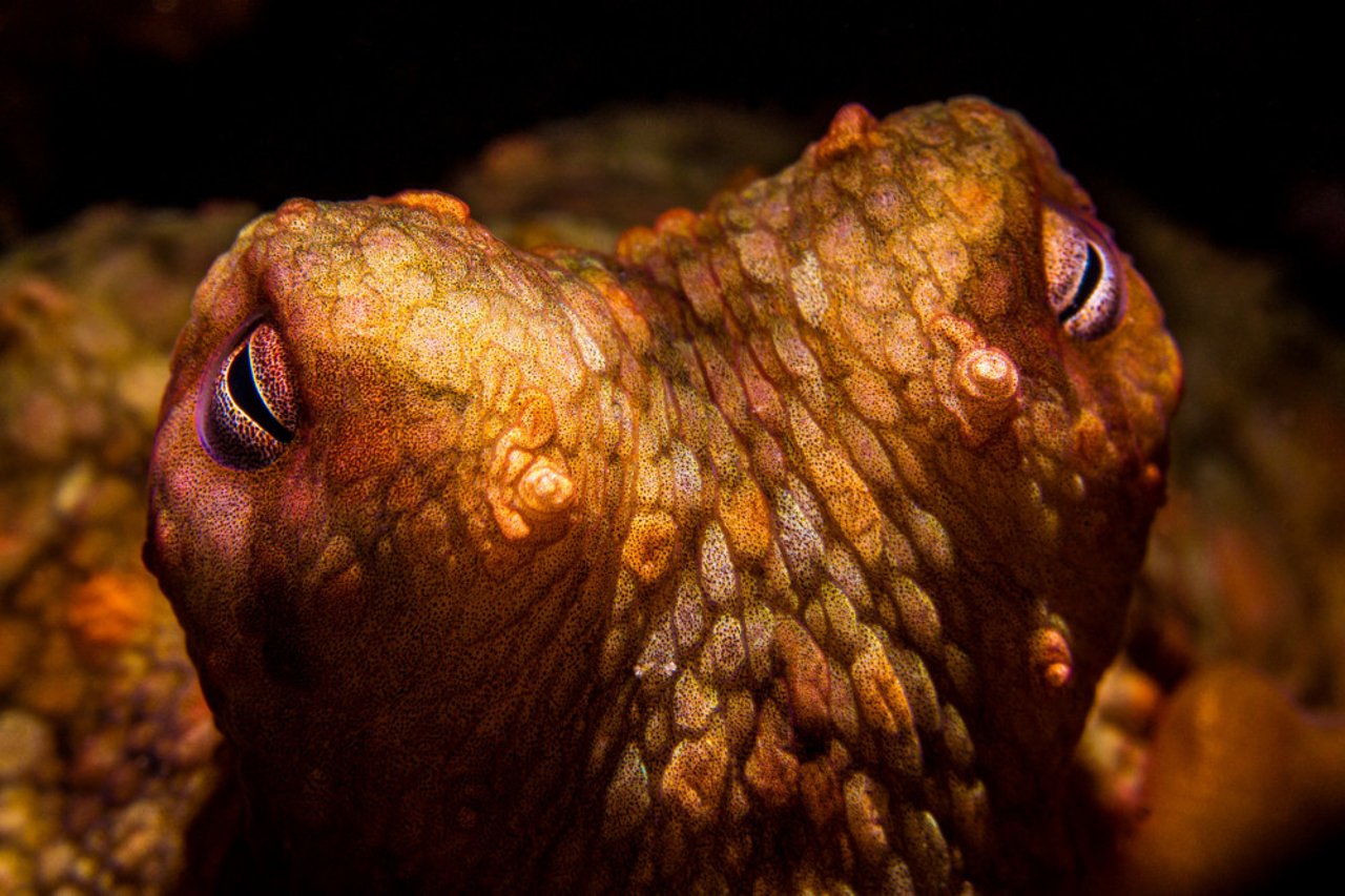 close up of an octopus face
