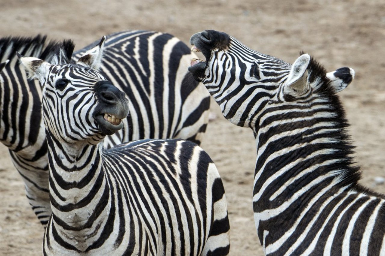zebras communicating