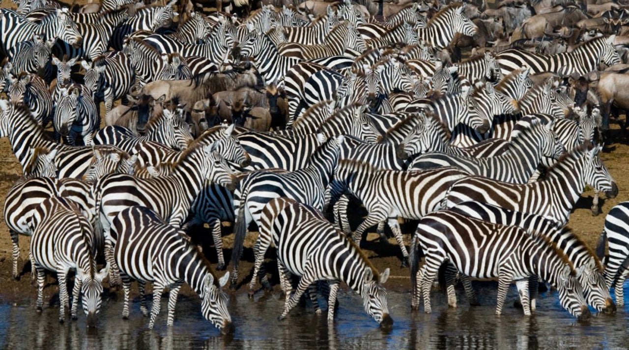 a herd of zebras