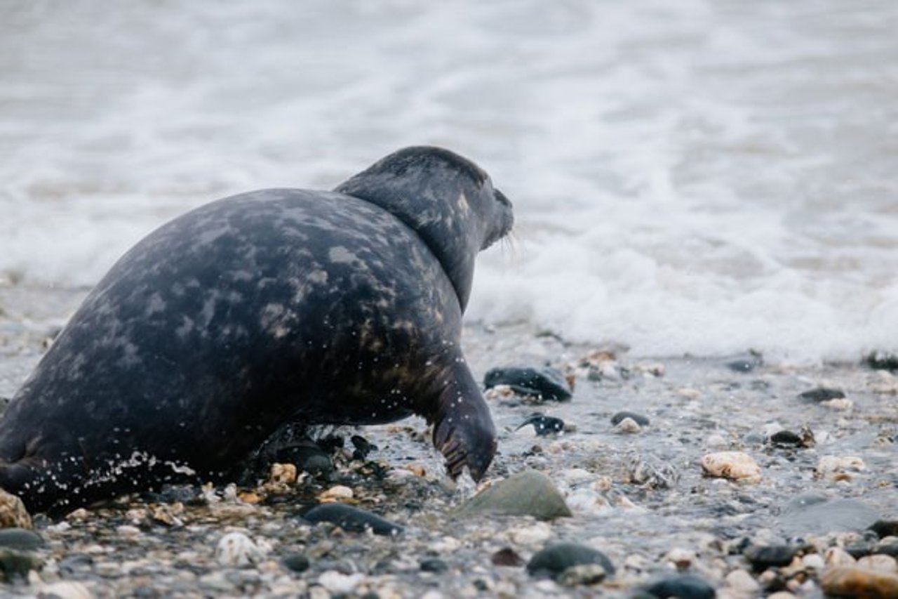 seal-going-back-to-sea-after-release
