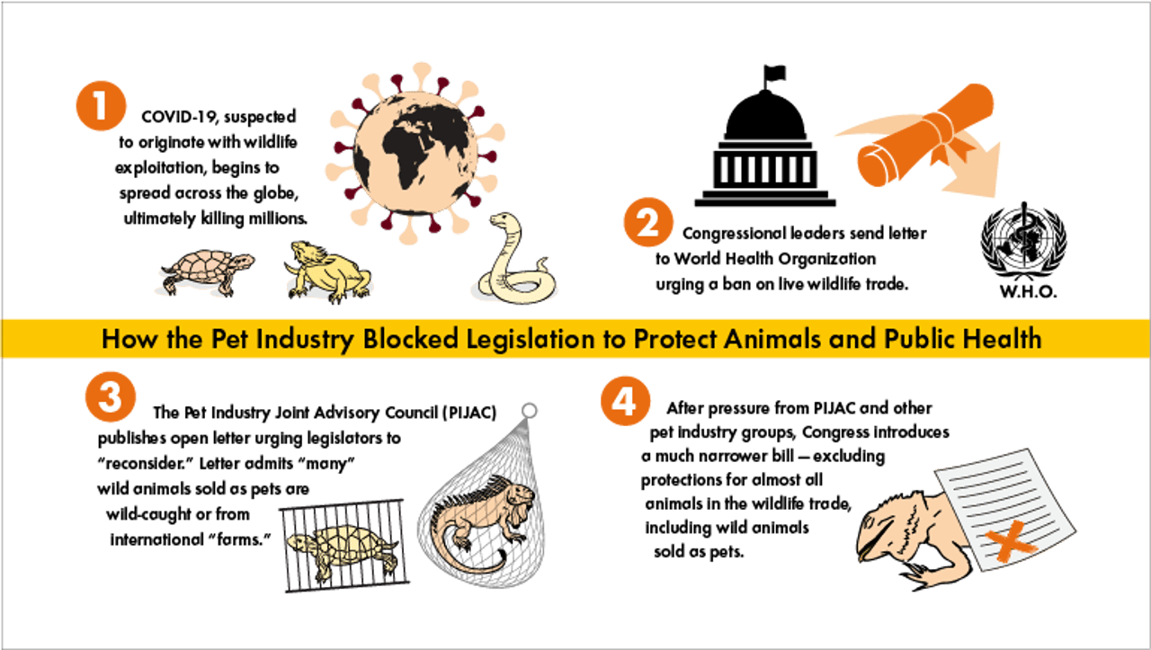 infographic describing how the pet industry blocked legislation to protect animals and public health