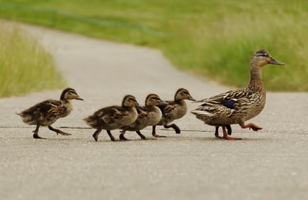 Four ducklings walk behind a mother duck.