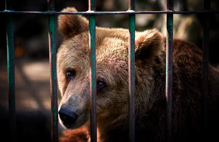 Bear in cage.