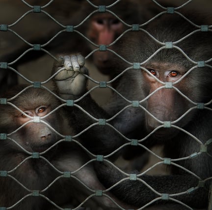 Monkeys in cage sad.