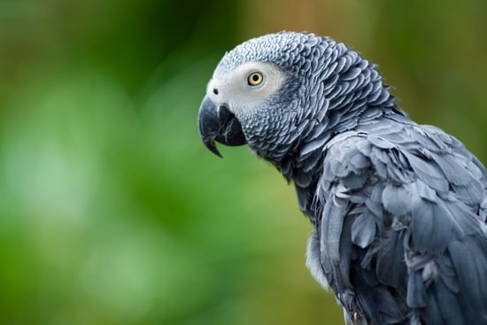 Turkish Airlines: it must act to stop parrot poaching