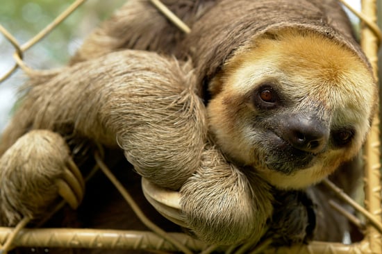 A sloth in a cage looking at the camera.
