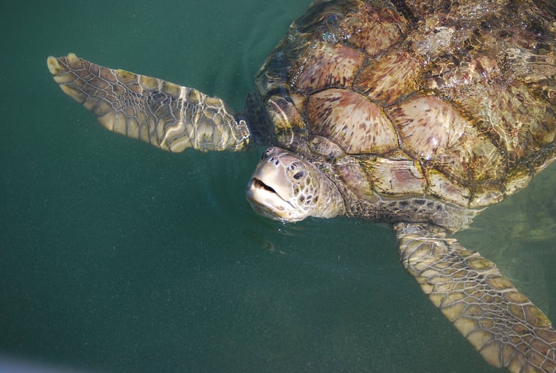 Sea Turtle at Cayman Turtle Farm