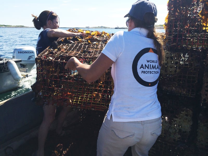 Joint ghost fishing gear removal expedition in New Hampshire