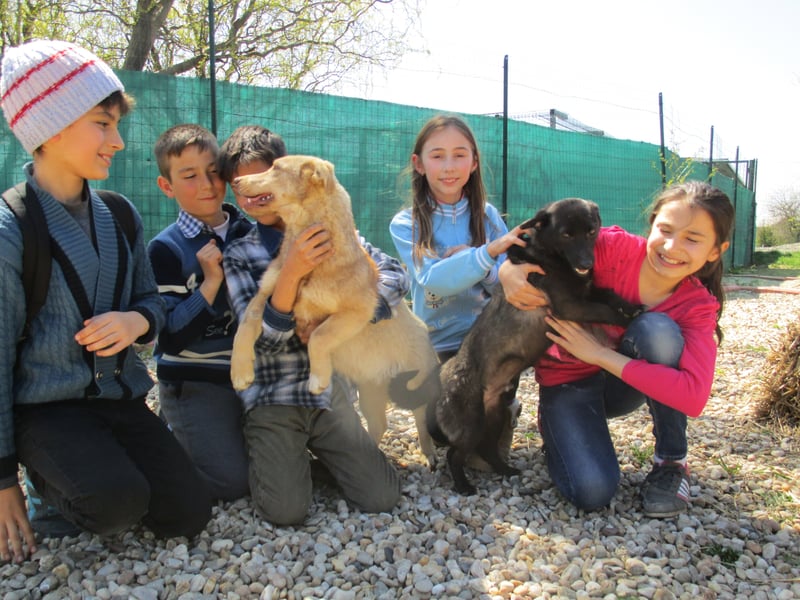 Schoolchildren play with dogs at the Save the Dogs shelter in Romania