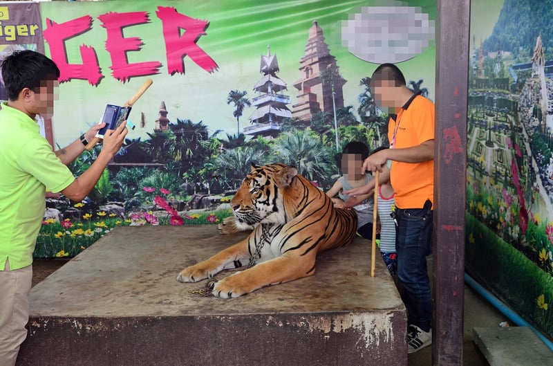 Tiger selfie