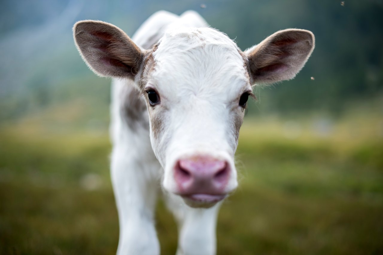 Baby cow looking into the camera.