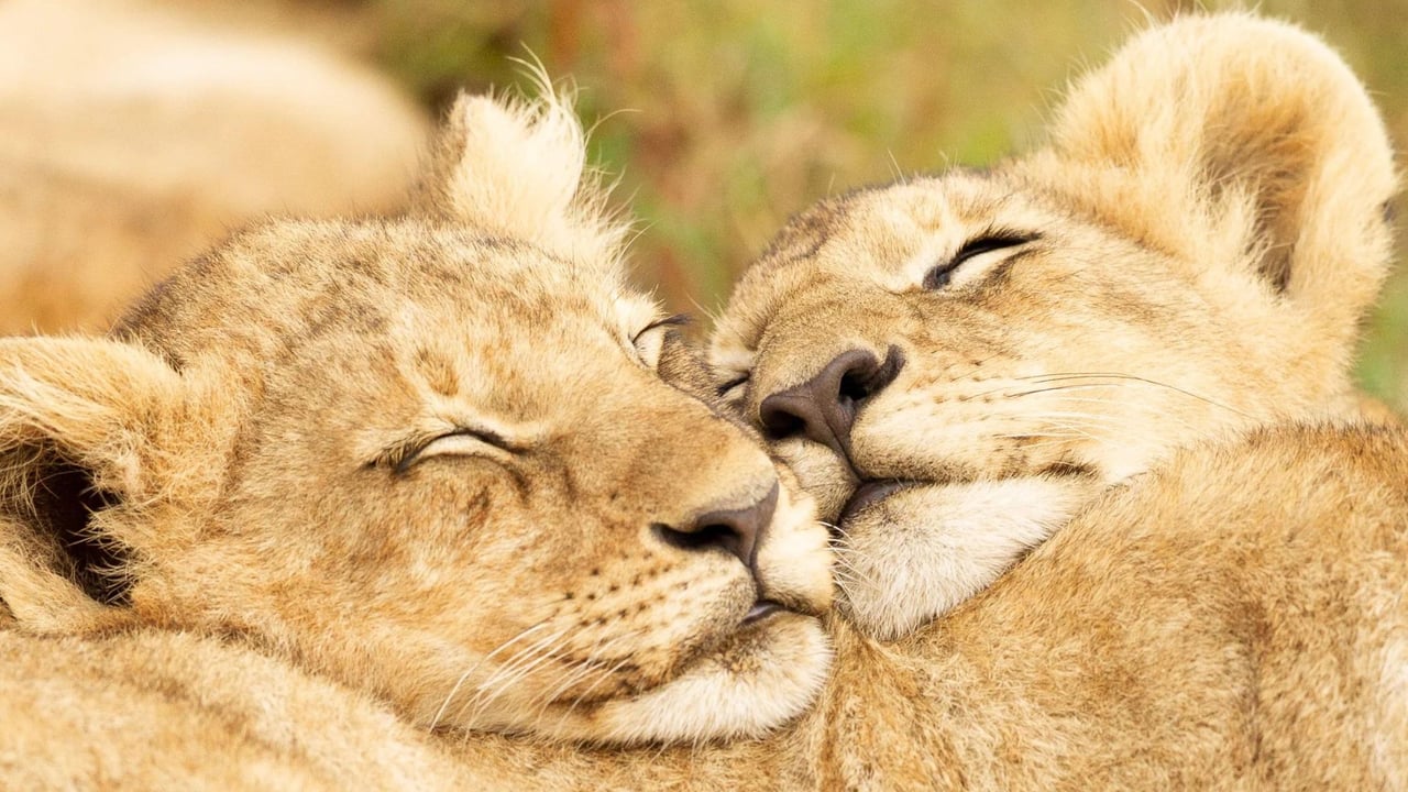 Two lions sleep side by side.