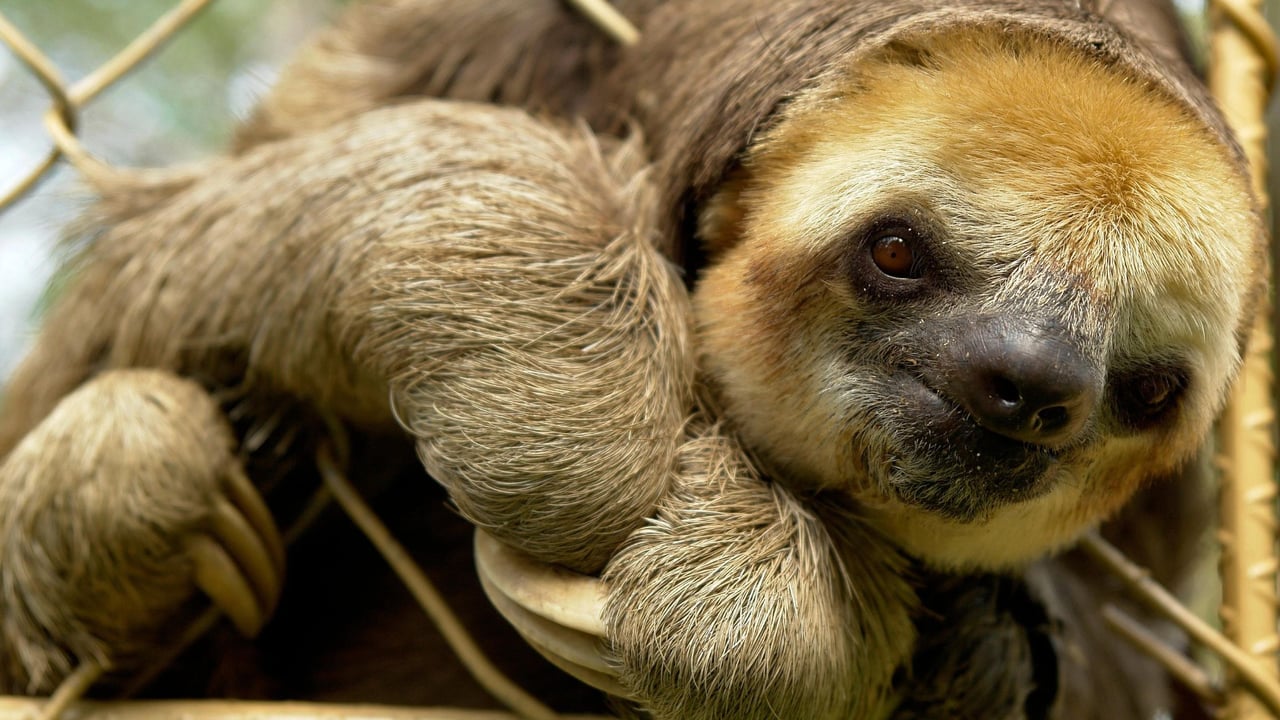 A sloth.