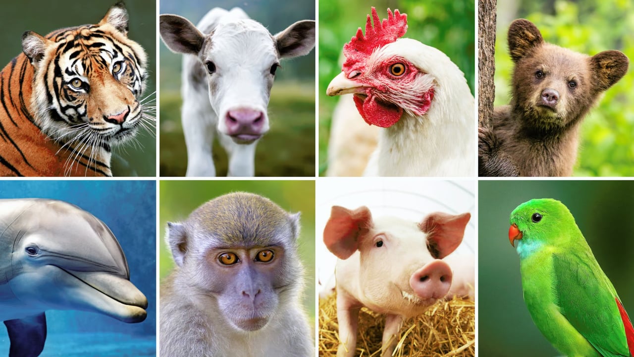 A grid image of various animals.