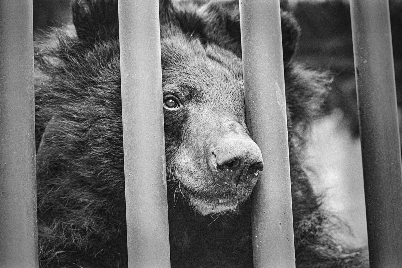 Bear in a cage, black and white image.