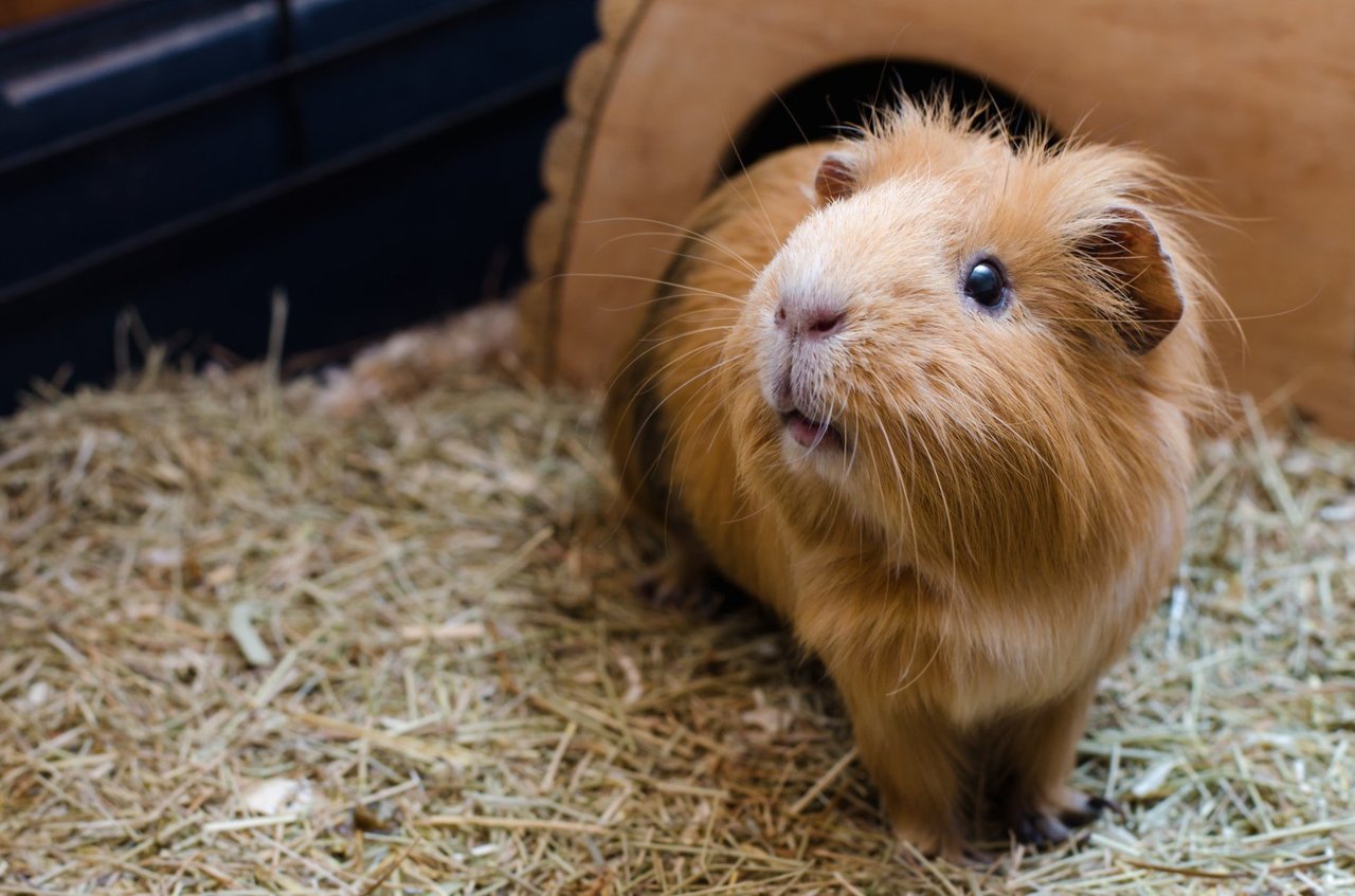 A guinea pig with brown fur.