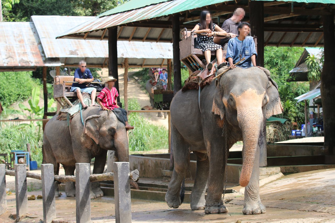 Group of tourists riding elephants.