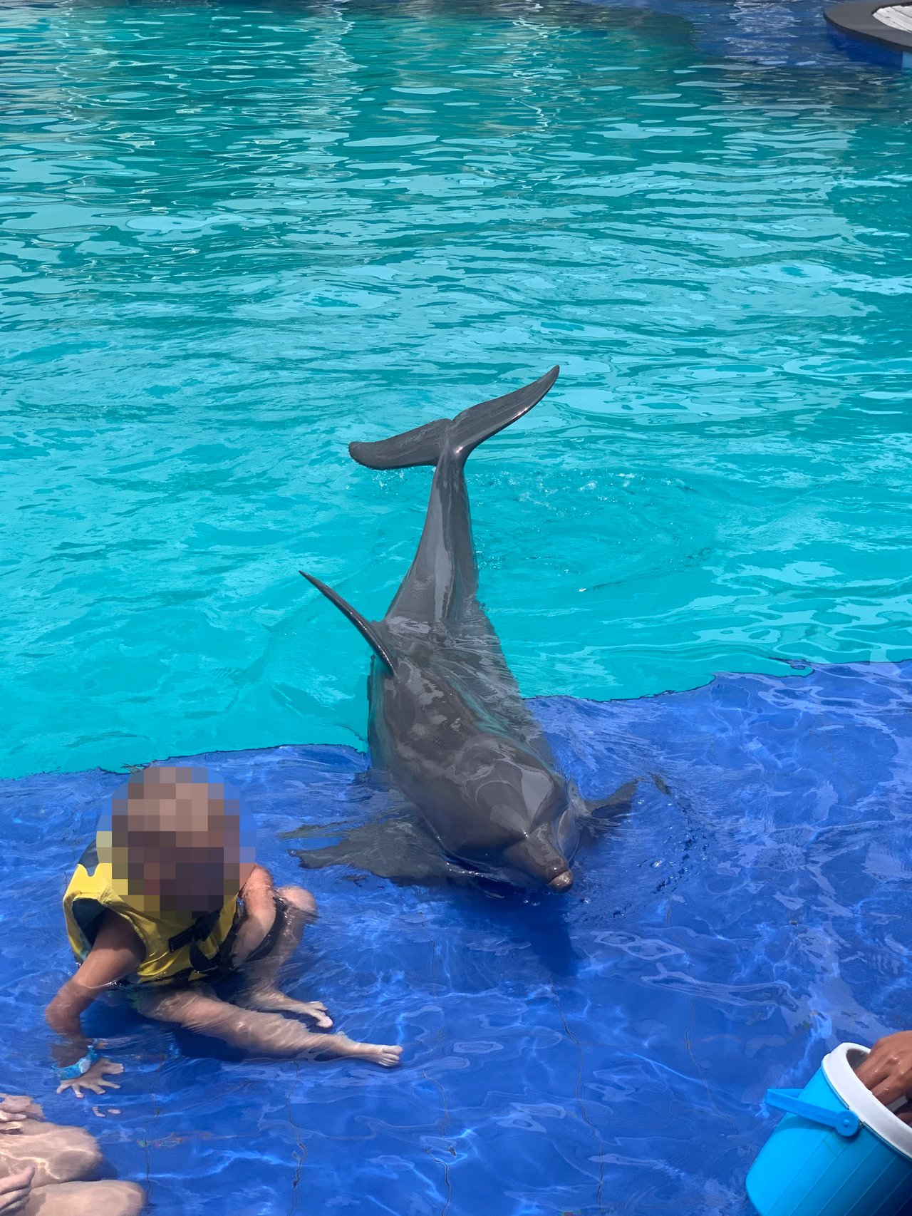 Young girl interacting with a dolphin at a dolphin venue.