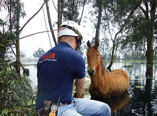 A WSPA employee assists a horse.