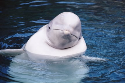 A beluga whale with their head out of water.