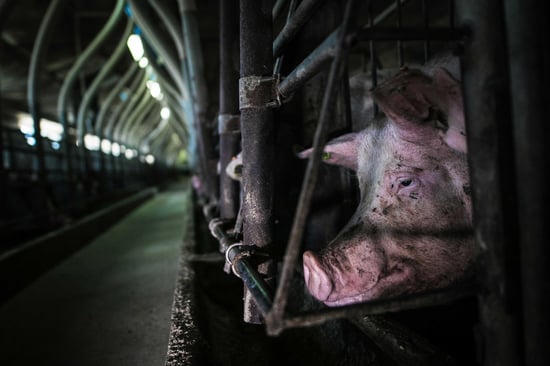 Sad pig in a cage on a factory farm.