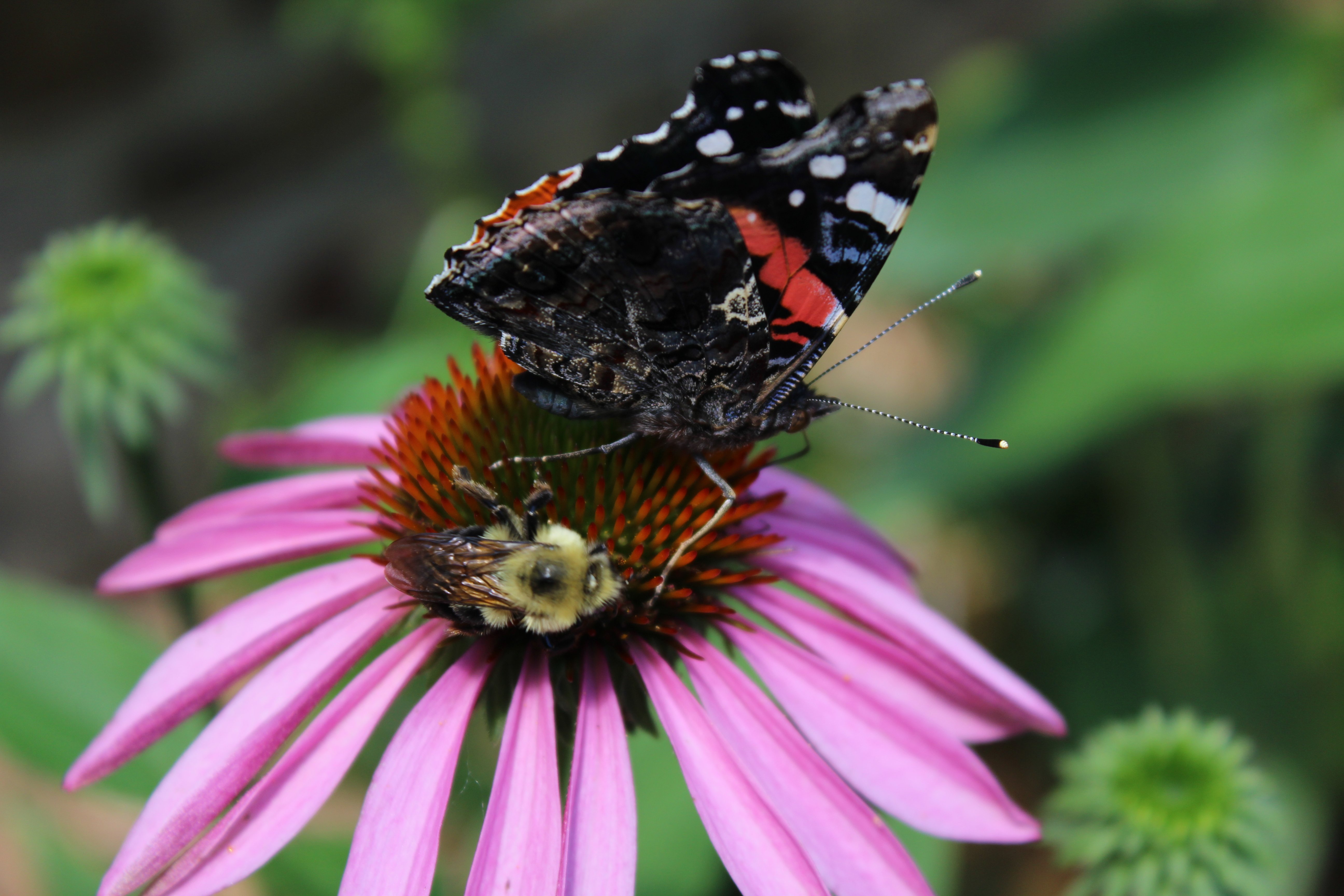 Butterfly perched on a flower.