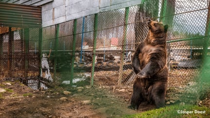 baloo trapped in a cage in Romania