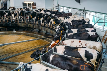 Dairy cows in a factory farm.