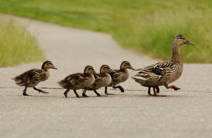 Ducklings following their mother down the street.