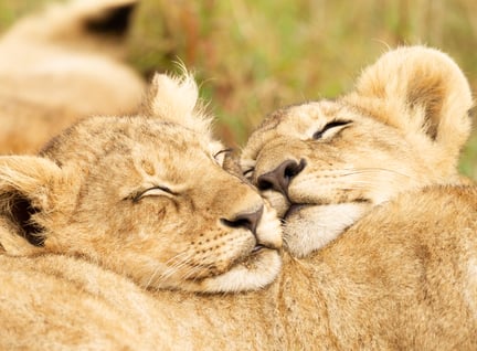 Two lions cuddling together.