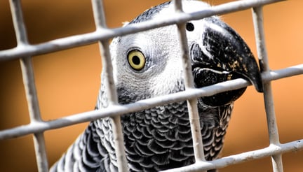 Parrot in cage.