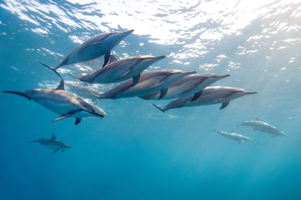 A group of dolphins swimming in the ocean.