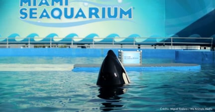 An orca at the Miami Seaquarium.