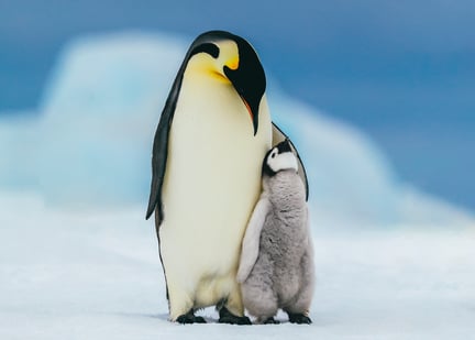 A mother penguin protecting her baby.