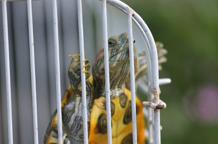 Red-eared slider turtle in a cage.