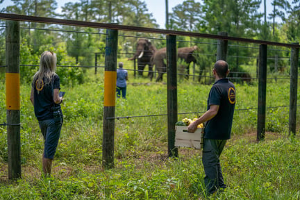 WAP staff with rescued elephant Mundi