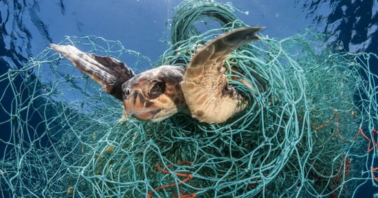 A sea turtle is tangled in ghost gear underwater.