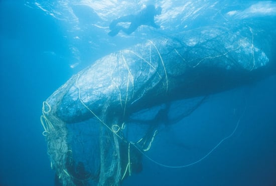 A whale is entangled in ghost fishing gear.