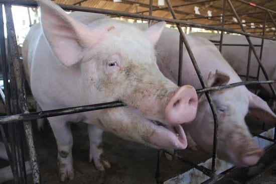 A pig bites at cage bars in a factory farm.