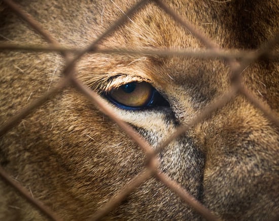 Closeup on the eye of a captive tiger.
