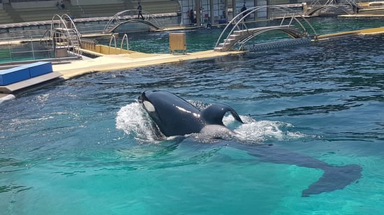 Orca in captivity.