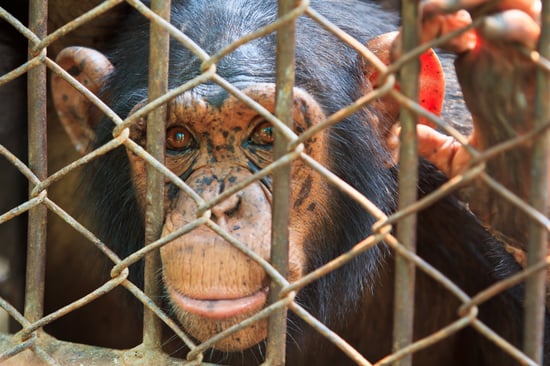 Chimp behind a fence looking at the camera.